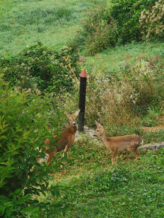 Ferienwohnung Im Nationalpark Gesaeuse Hieflau Экстерьер фото